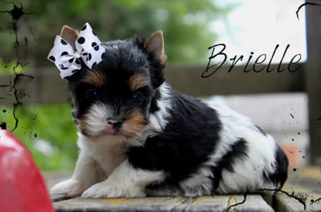 Briar Rose